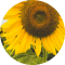 sente labs sunflower